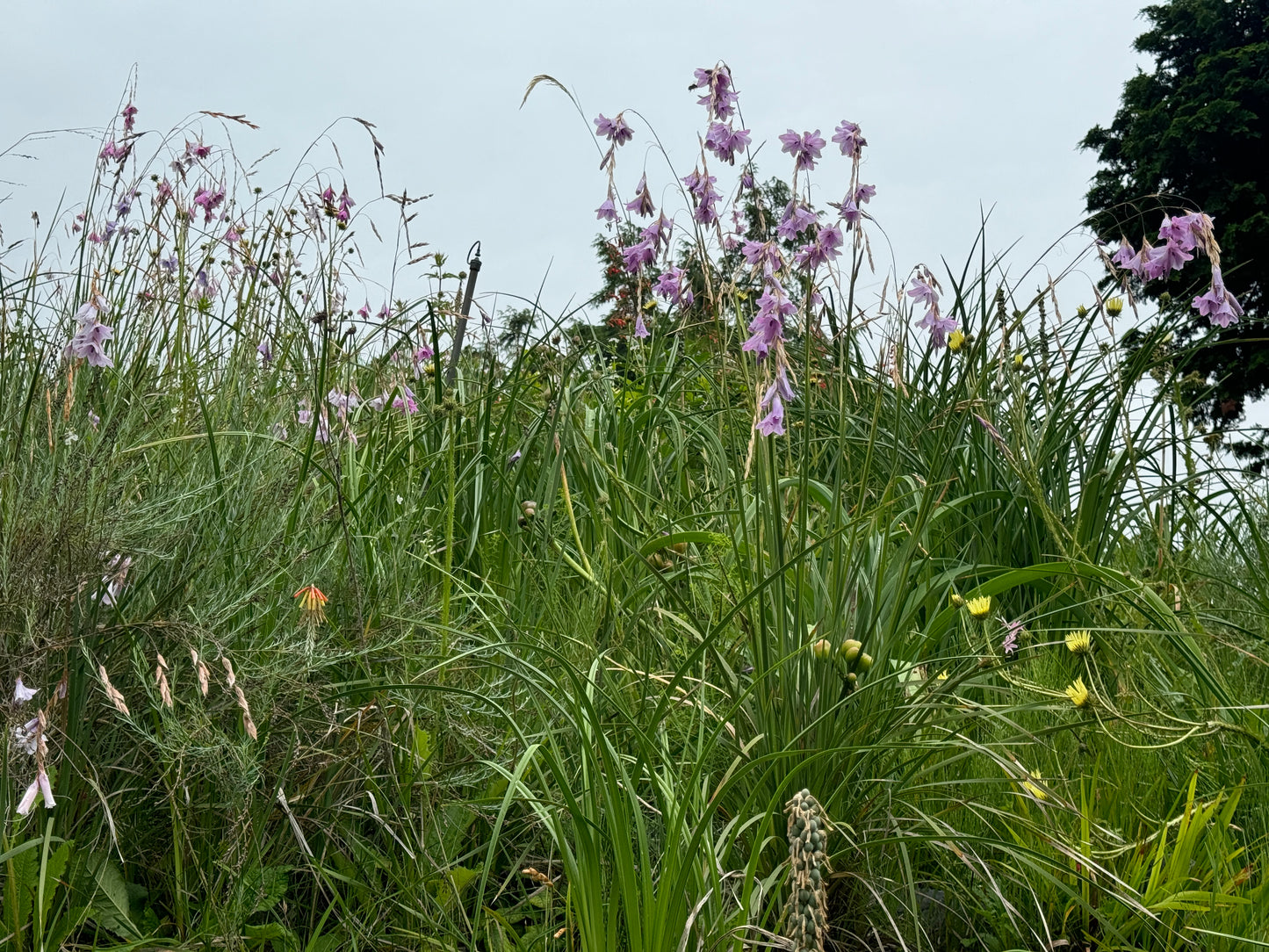 Dierama pulcherrimum