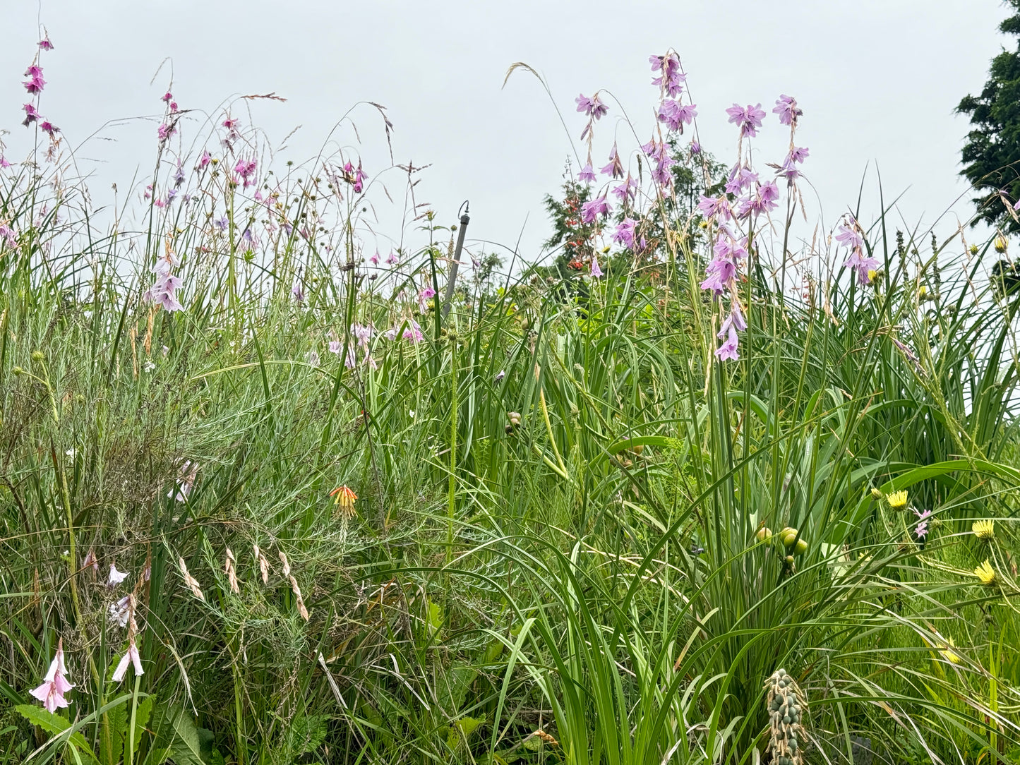 Dierama pulcherrimum