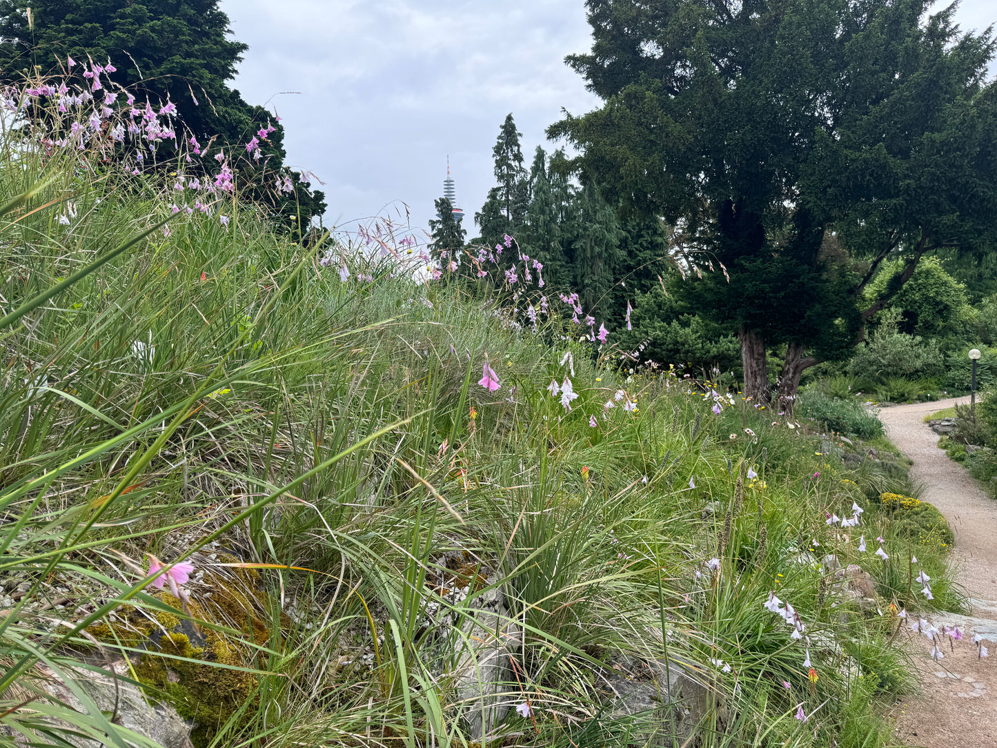 Dierama pulcherrimum
