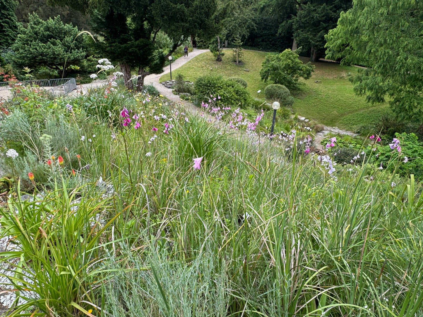 Dierama pulcherrimum