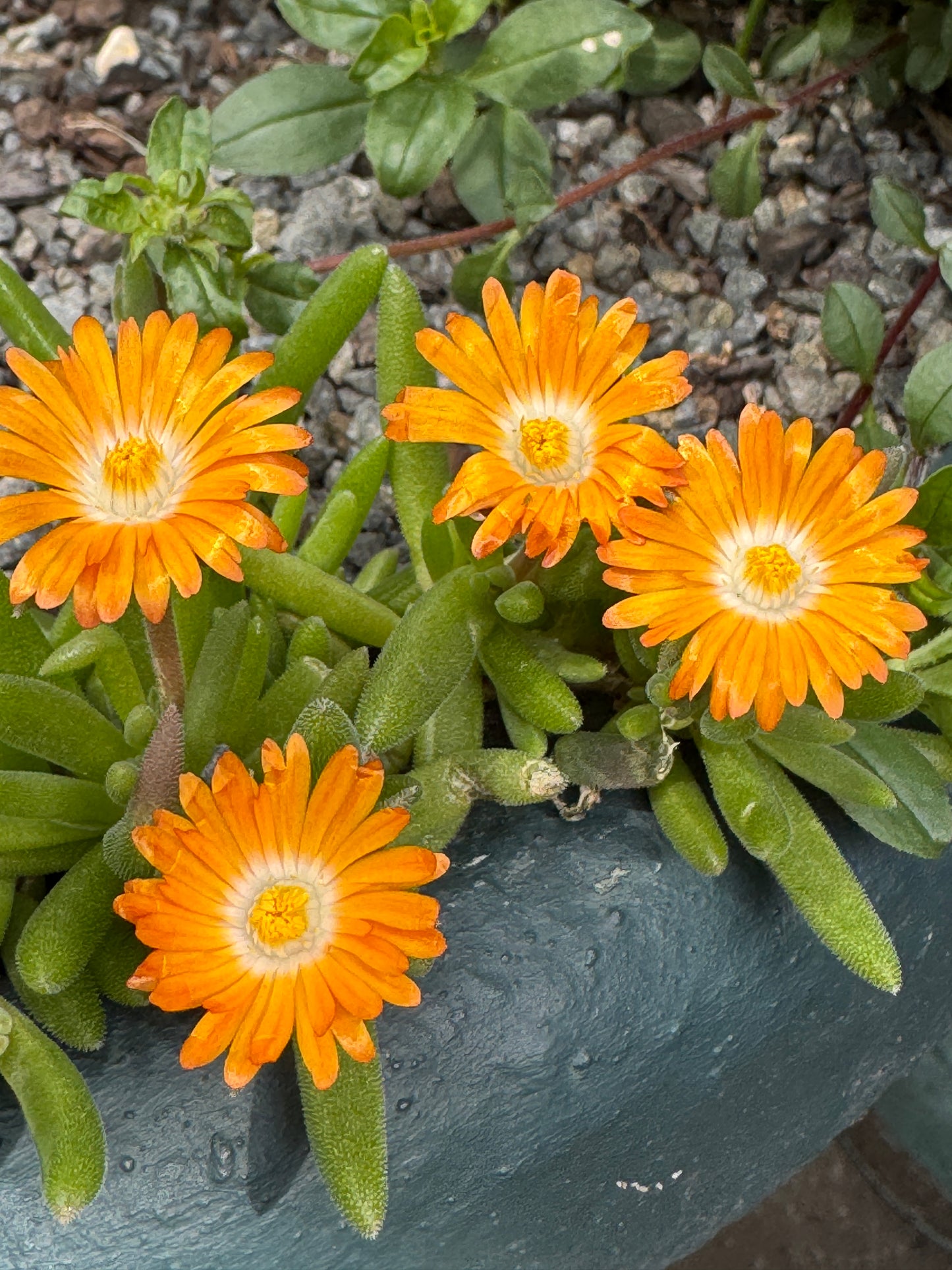 Delosperma luckhofi hybrids orange