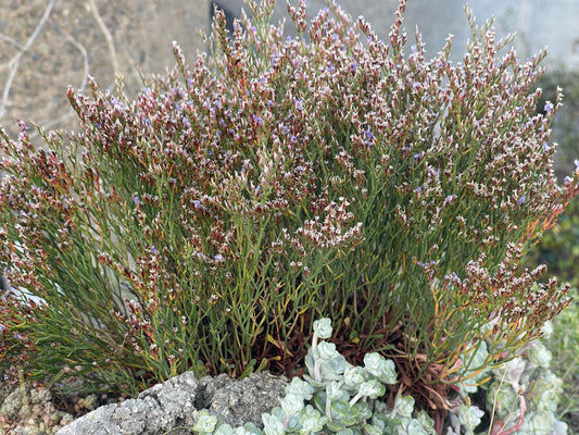 Limonium minutum