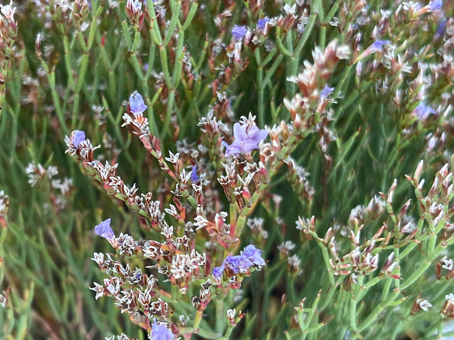 Limonium minutum