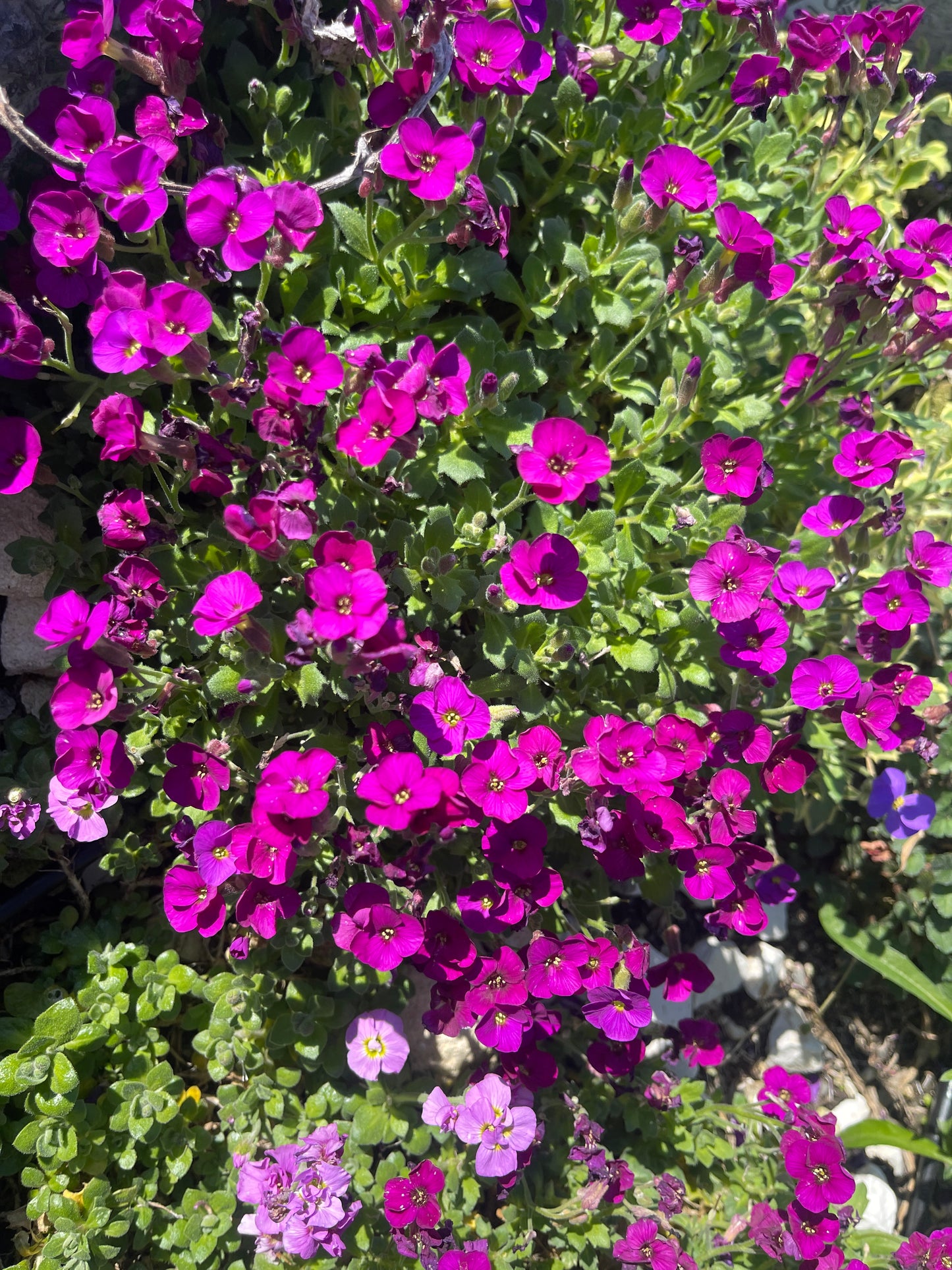 Aubrieta 'Mrs Rodewald'