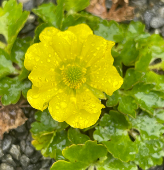 Ranunculus enysii