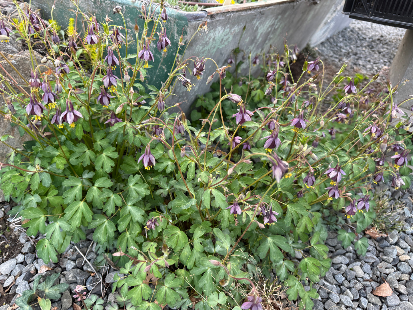 Aquilegia oxysepala kansuensis