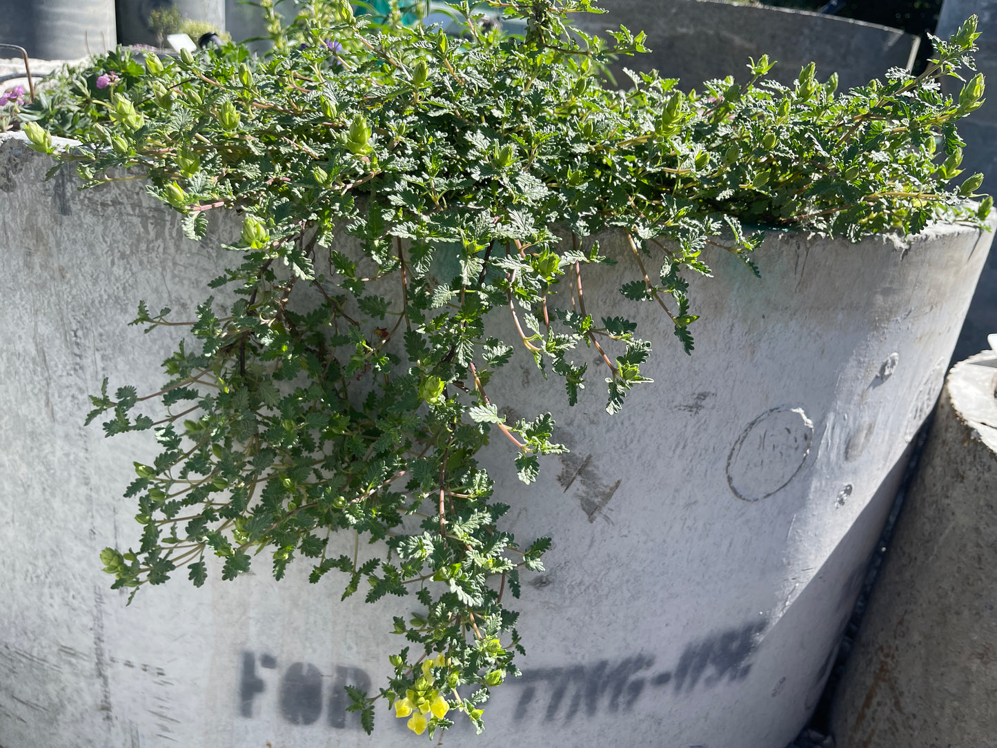 Scutellaria orientalis