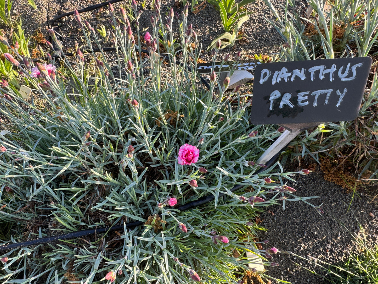 Dianthus Pretty