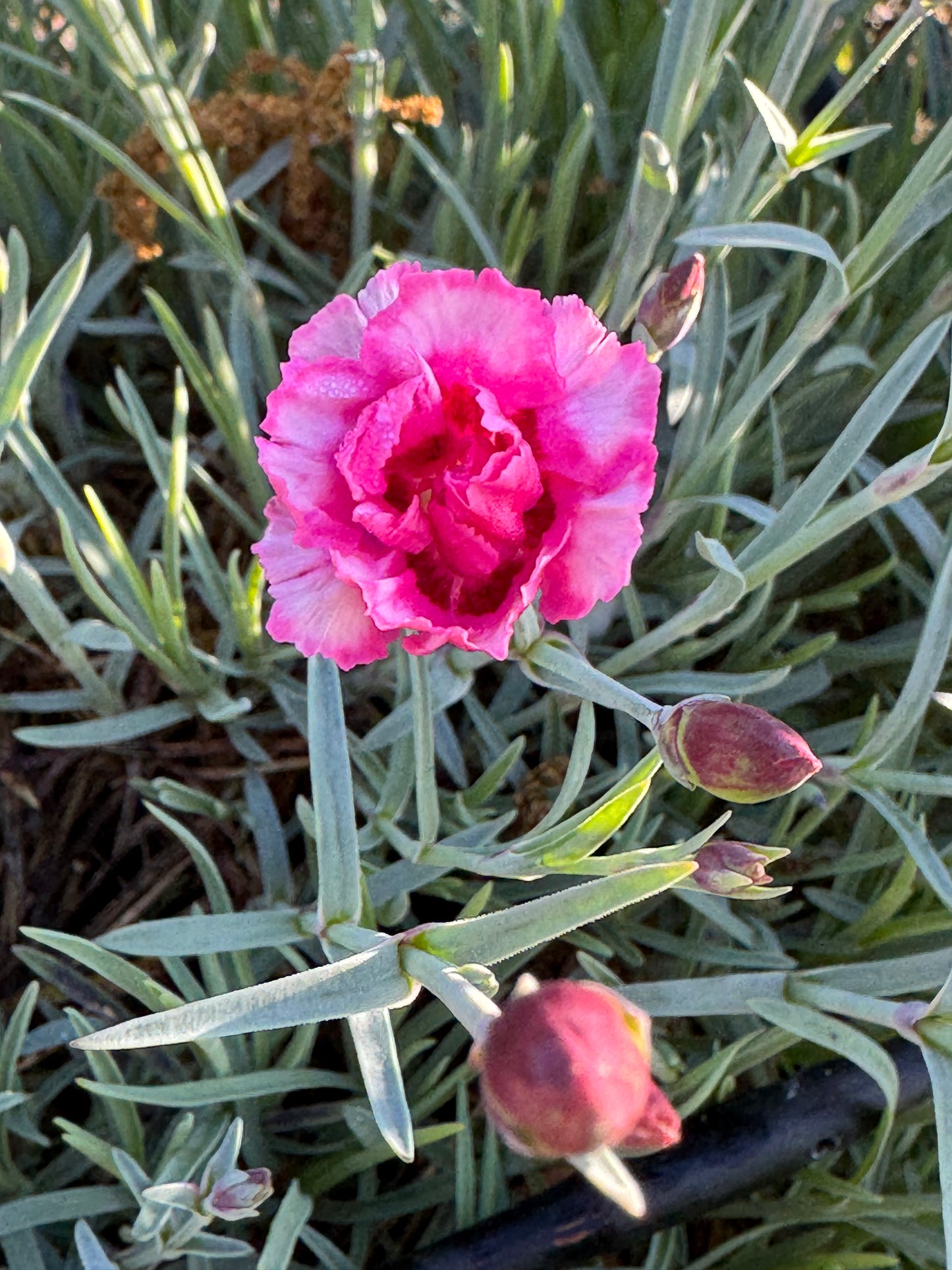 Dianthus Pretty