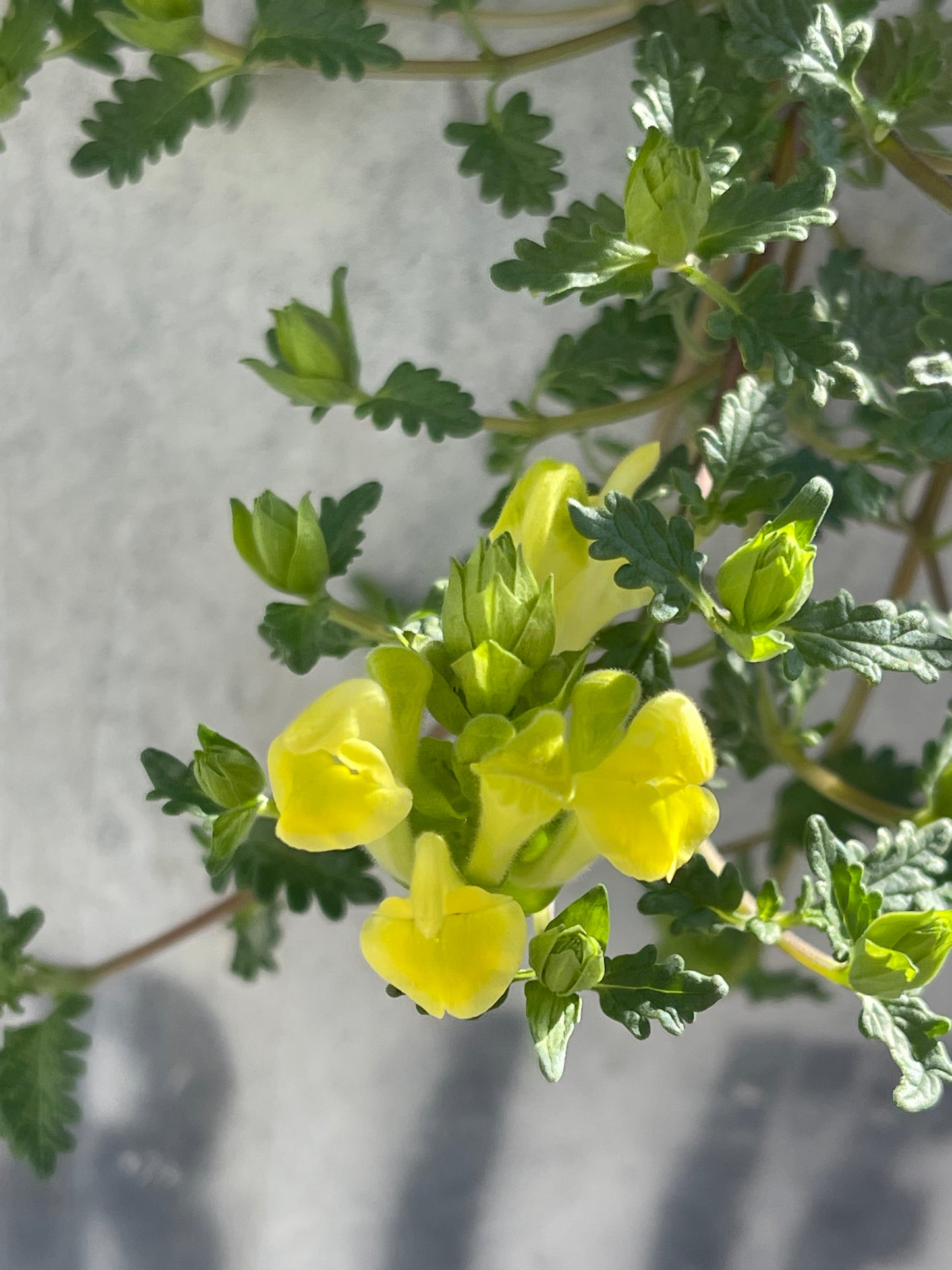 Scutellaria orientalis