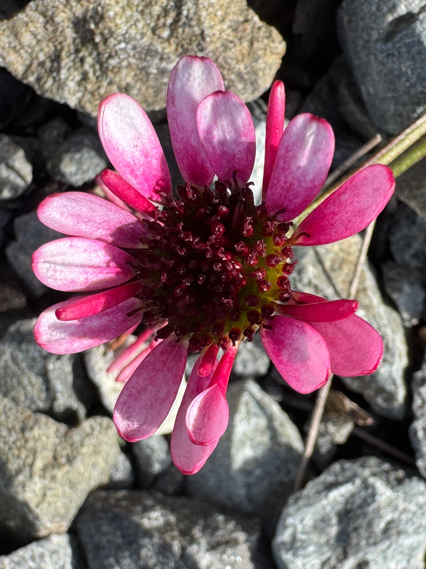 Chrysanthemum mawii 'Ruapuna'