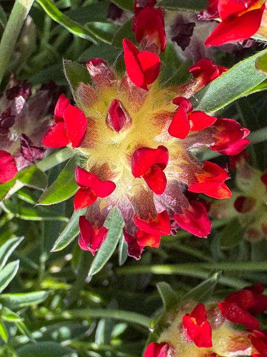 Anthyllis vulneraria coccinea