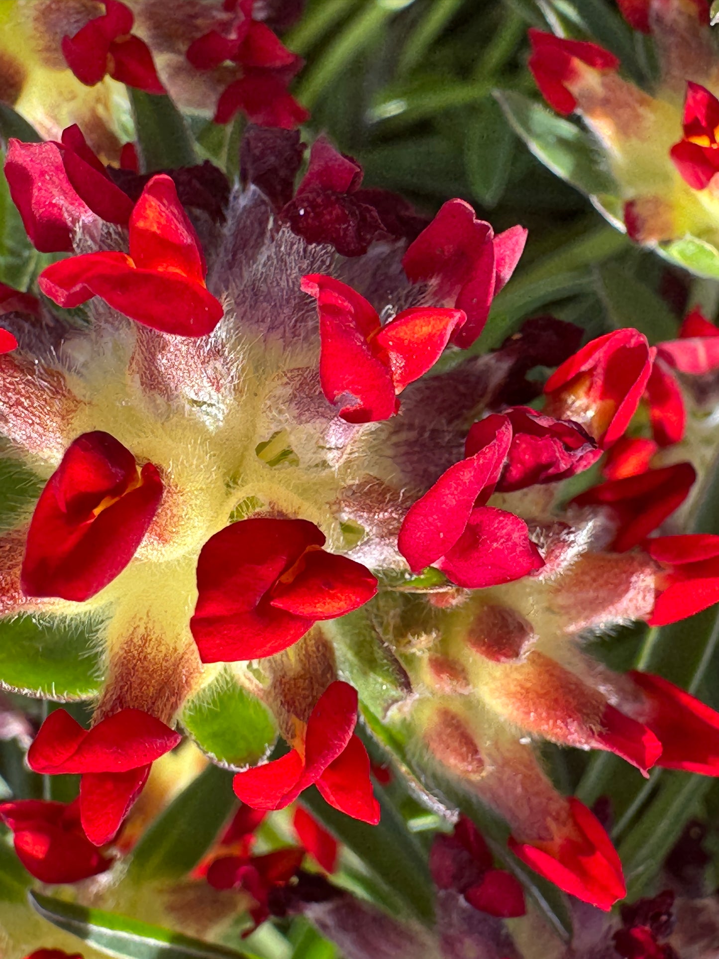 Anthyllis vulneraria coccinea