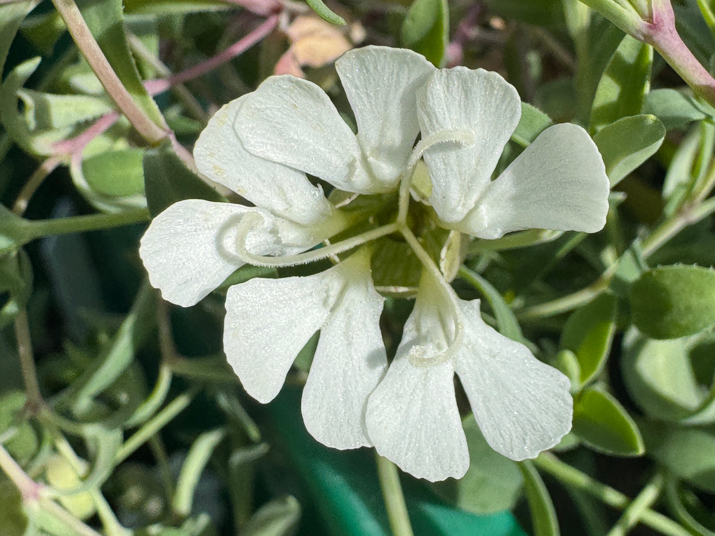 Silene vulgaris subsp. glareosa