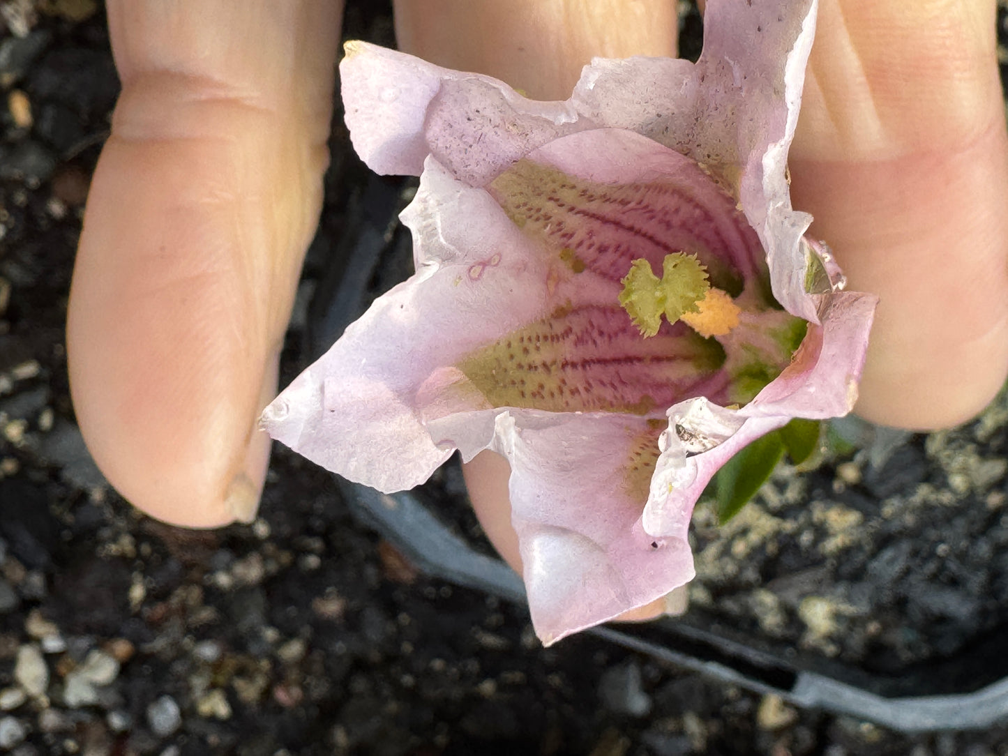 Gentiana  clusii alboviolacea
