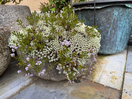 Veronica (Heliohebe) raoulii