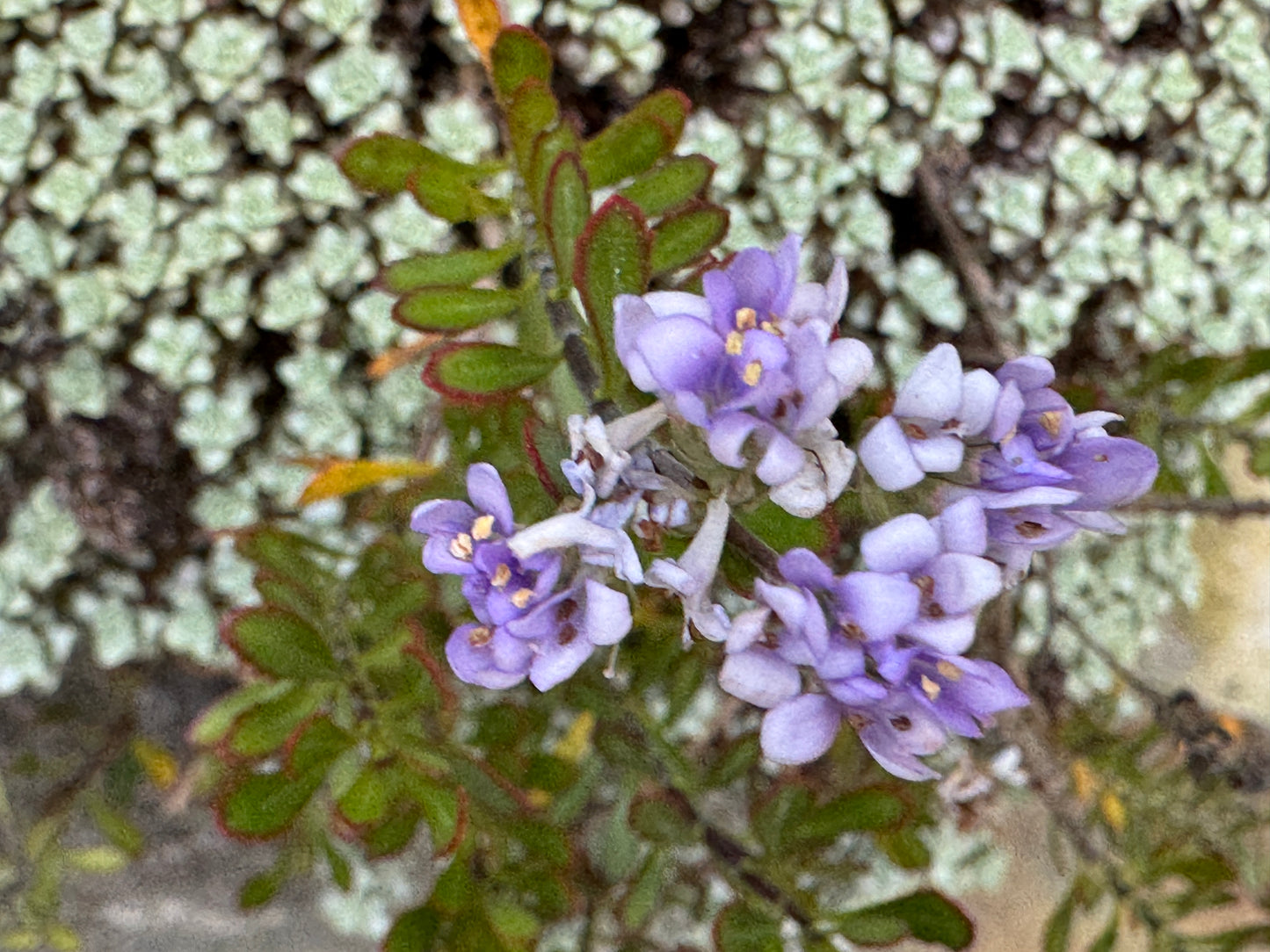 Veronica (Heliohebe) raoulii