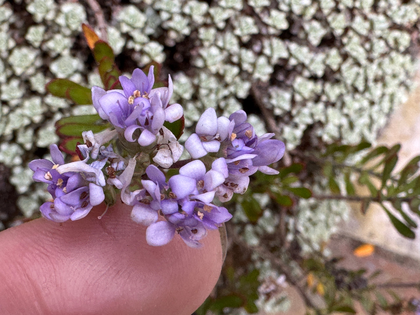 Veronica (Heliohebe) raoulii