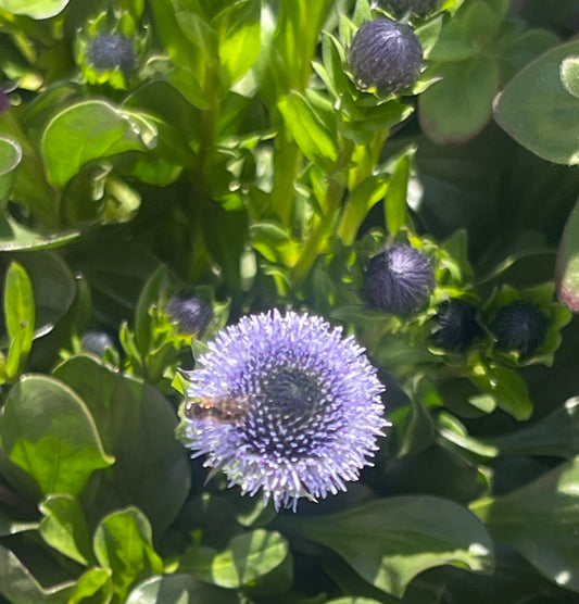 Globularia meridionalis