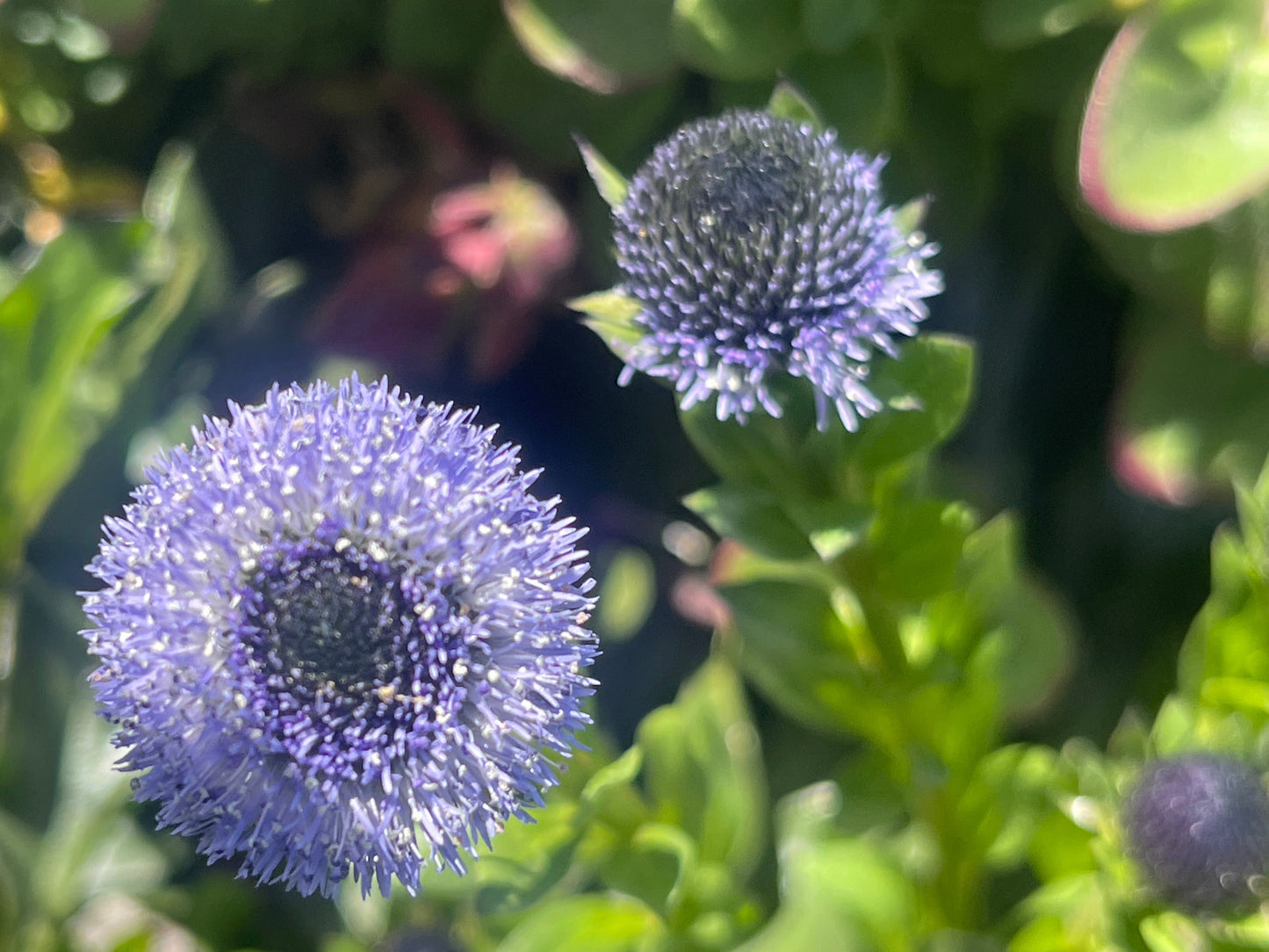 Globularia meridionalis