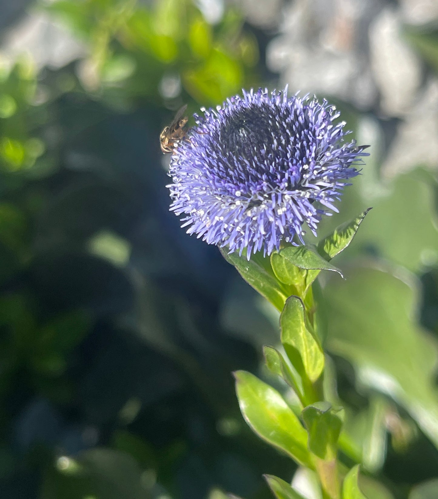 Globularia meridionalis