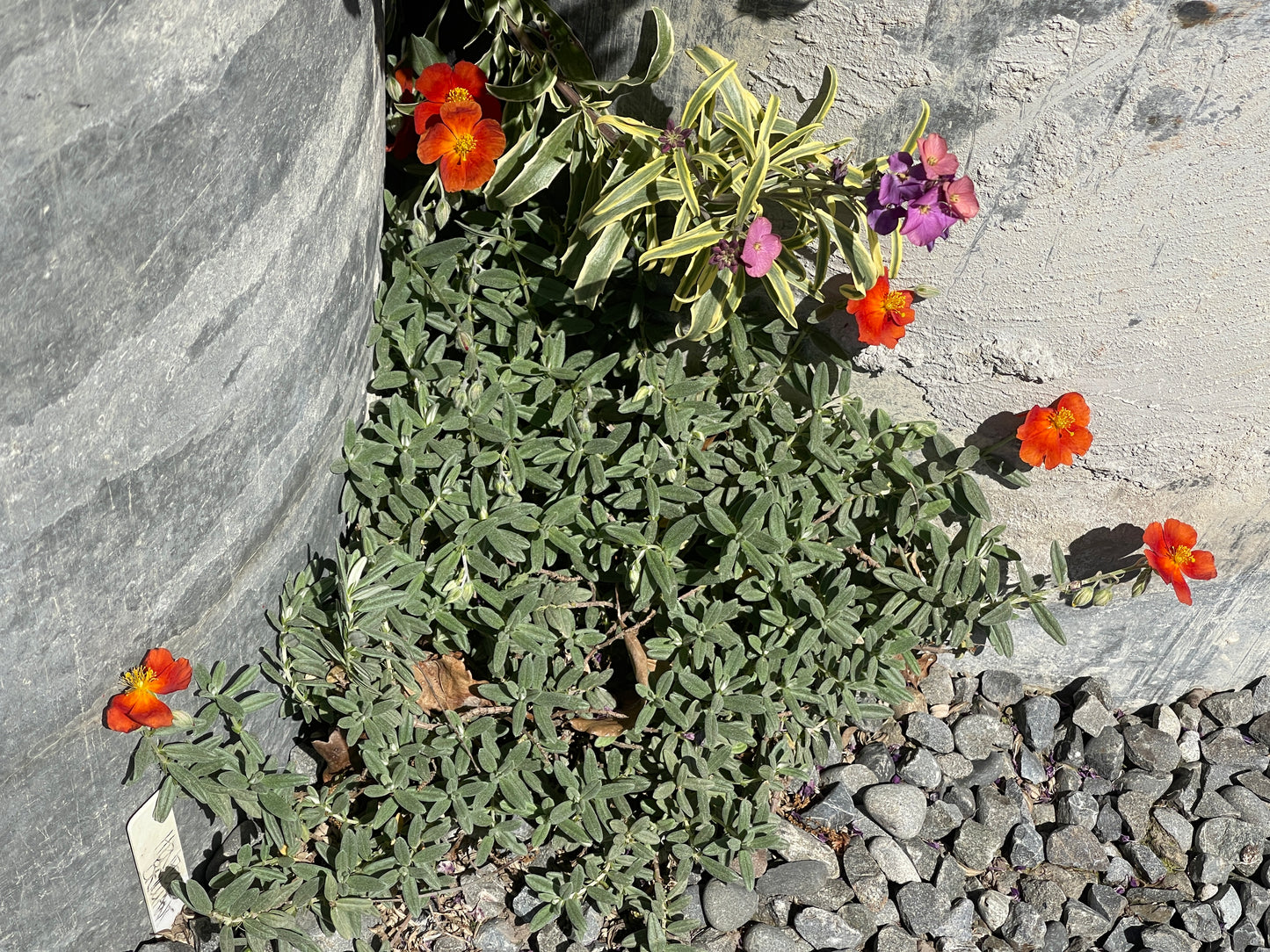 Helianthemum 'Henfield Brilliant'