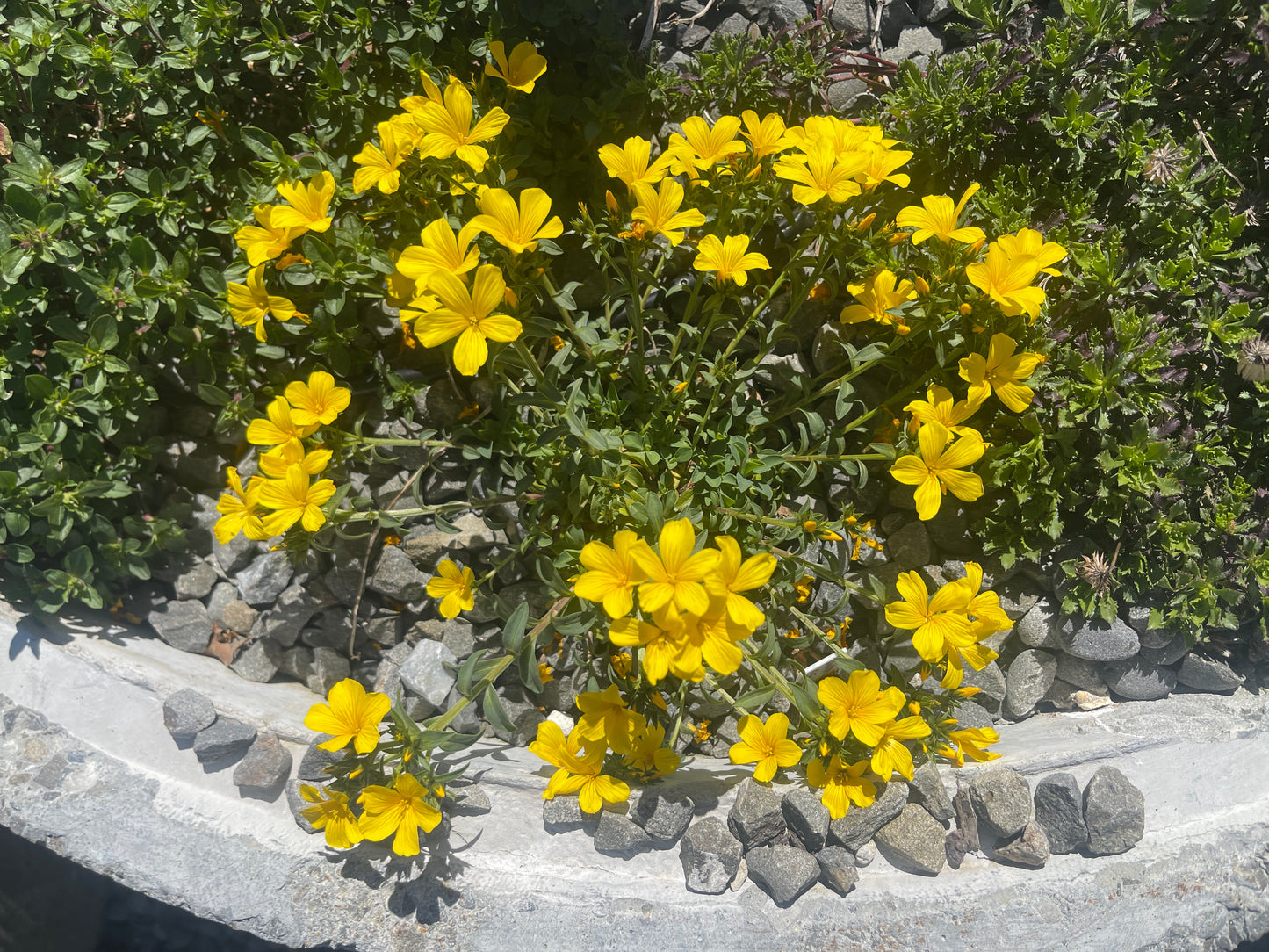 Linum capitatum Gemmels Hybrid