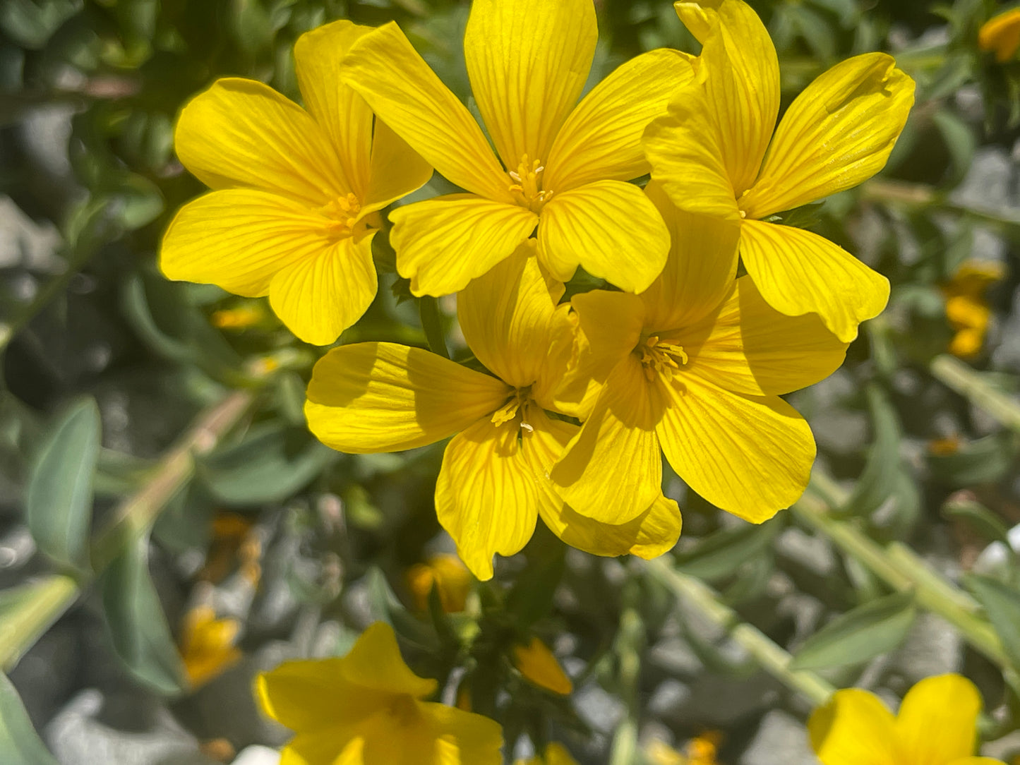 Linum capitatum Gemmels Hybrid