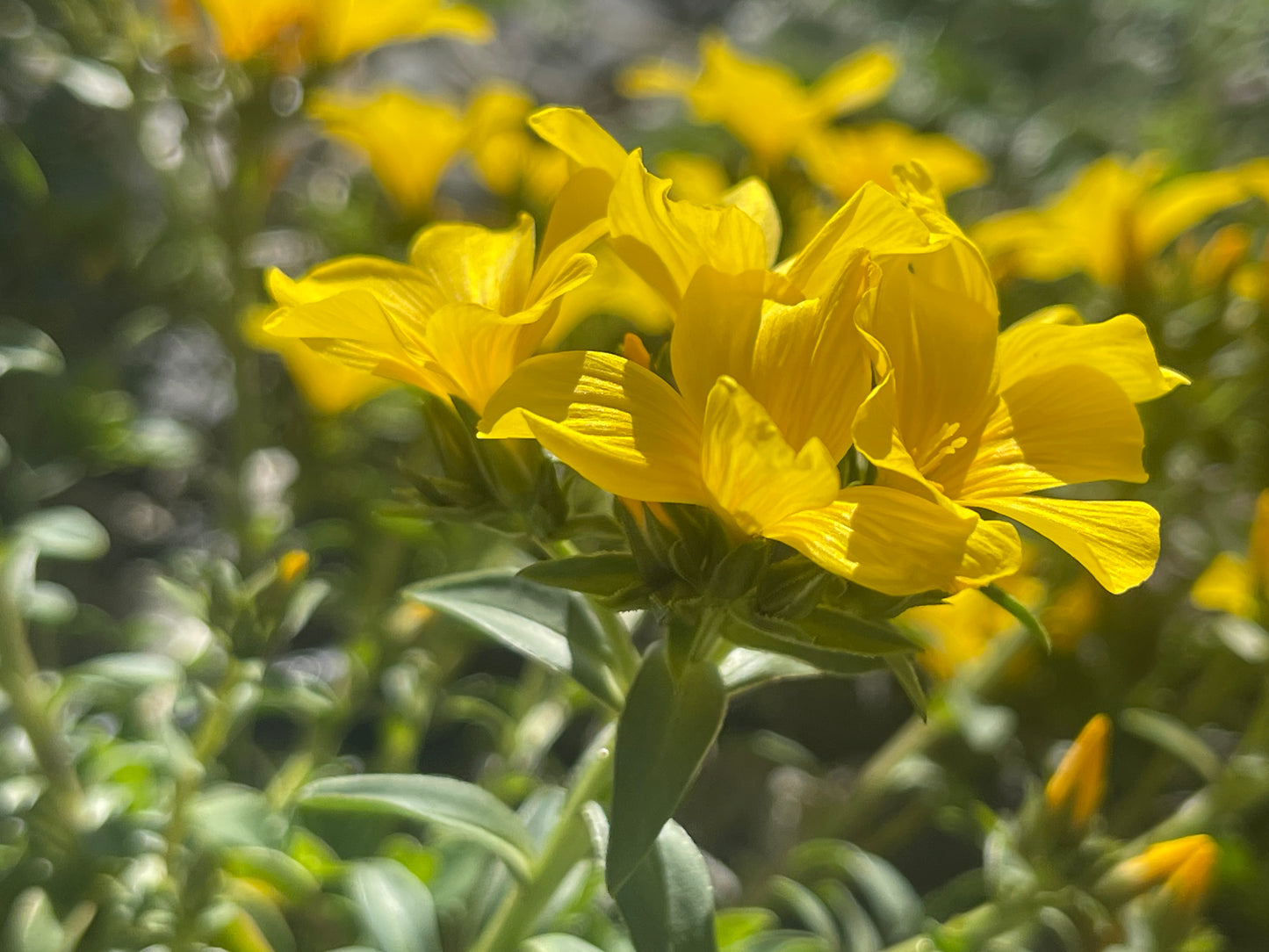 Linum capitatum Gemmels Hybrid