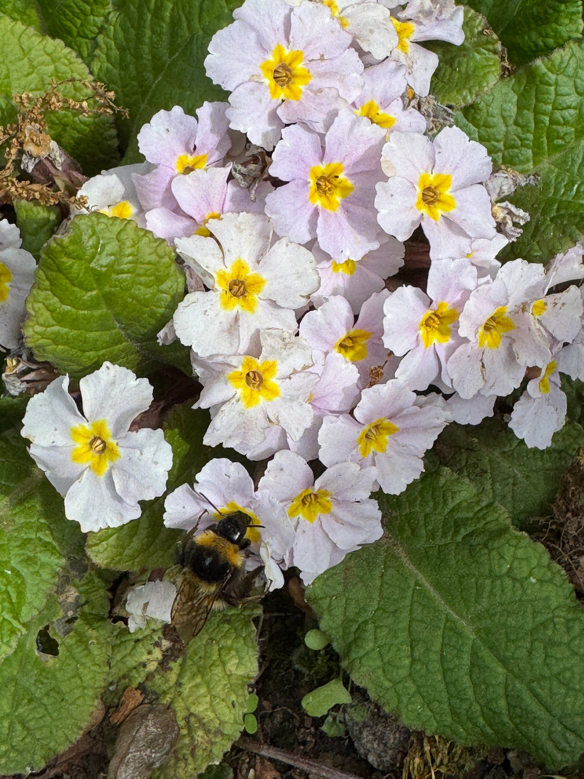 Primula 'Iris Mainwaring'