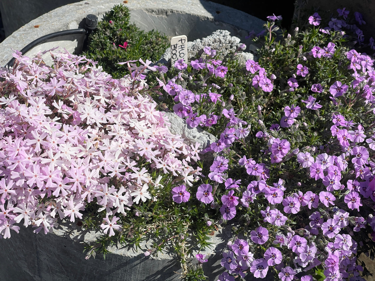 Phlox subulata subsp. brittonii 'Rosea'