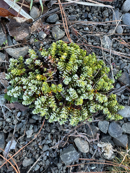 Veronica (Hebe) buchananii 'Sir George Fenwick'