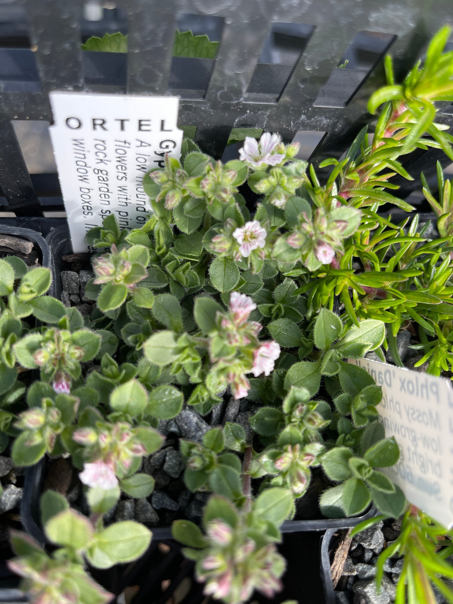 Gypsophila cerastioides