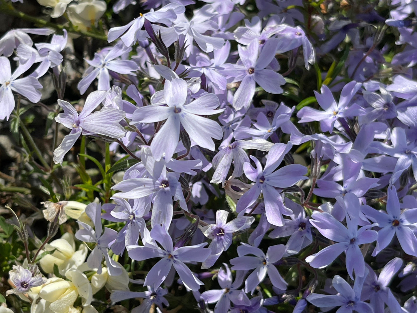 Phlox subulata 'Oakington Blue Eyes'