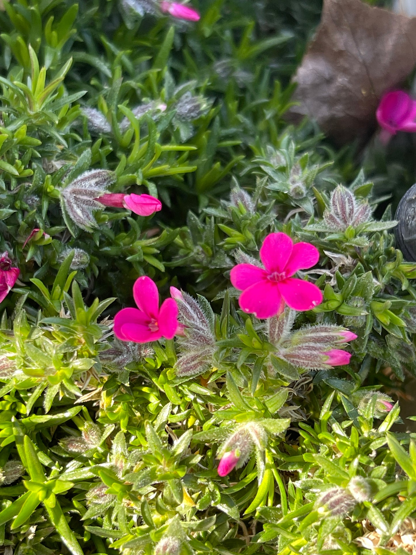 Phlox douglasii 'Red Admiral'