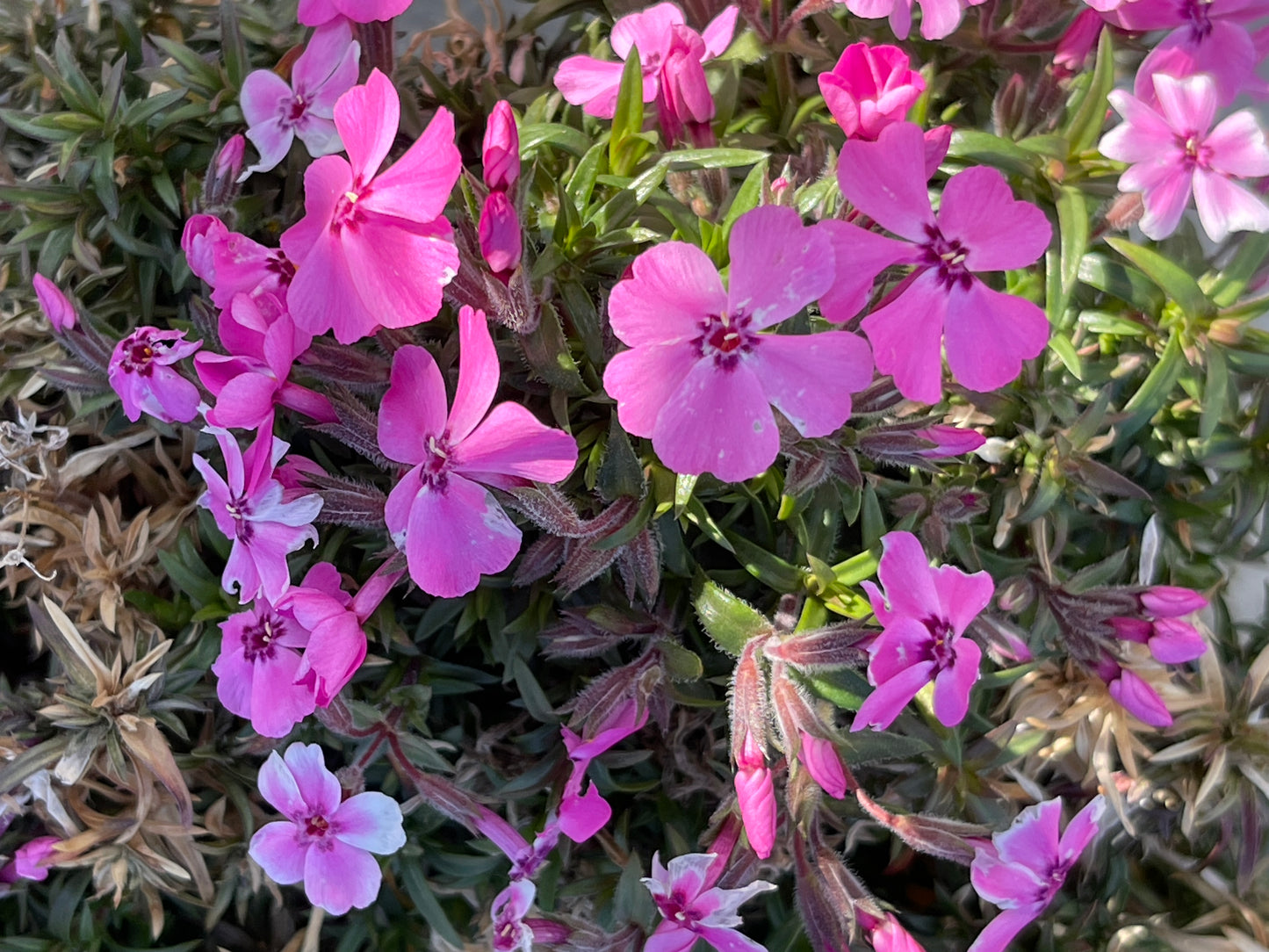 Phlox subulata 'Betty'