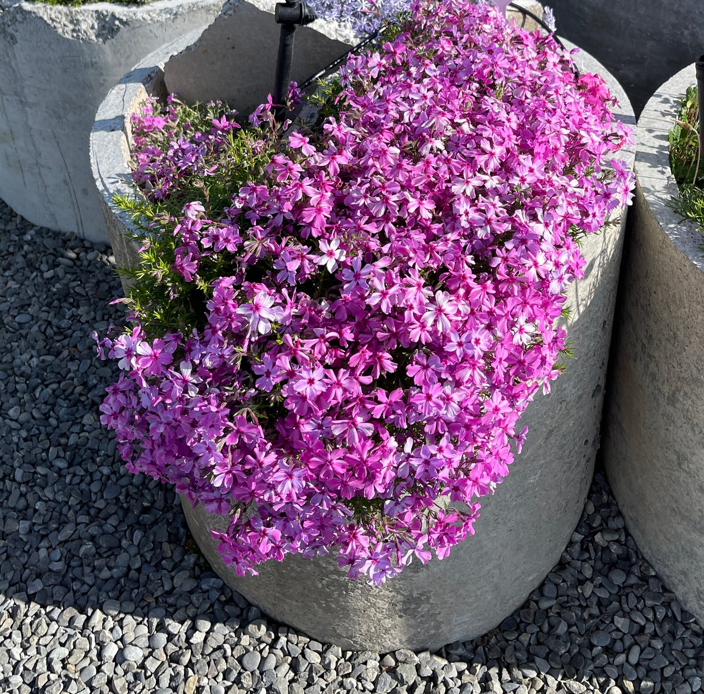 Phlox subulata 'Red Wings'