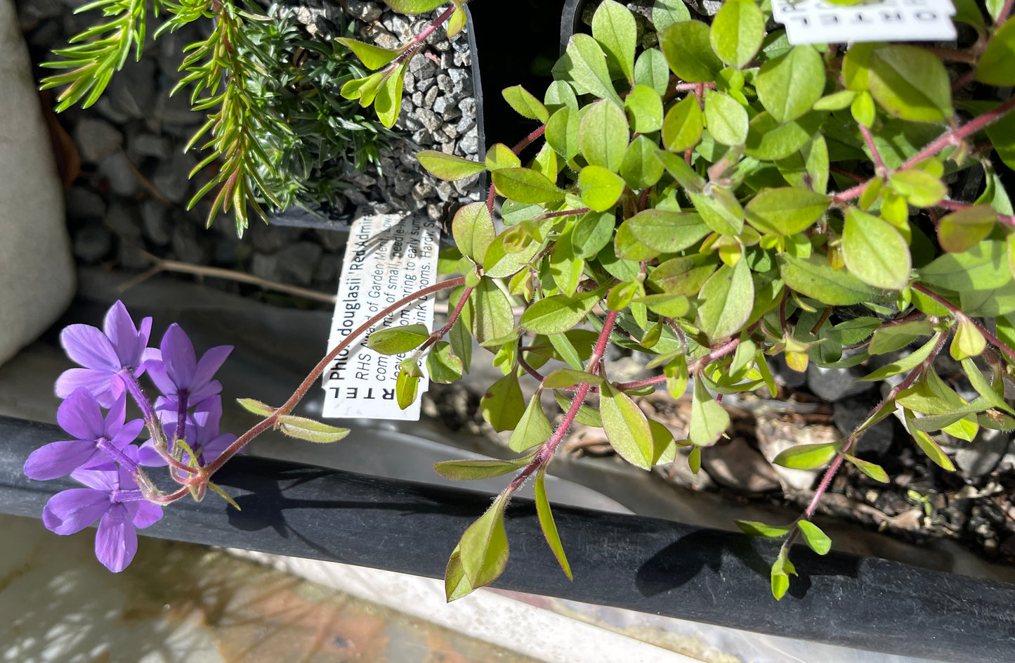 Phlox stolonifera 'Violet Vere'