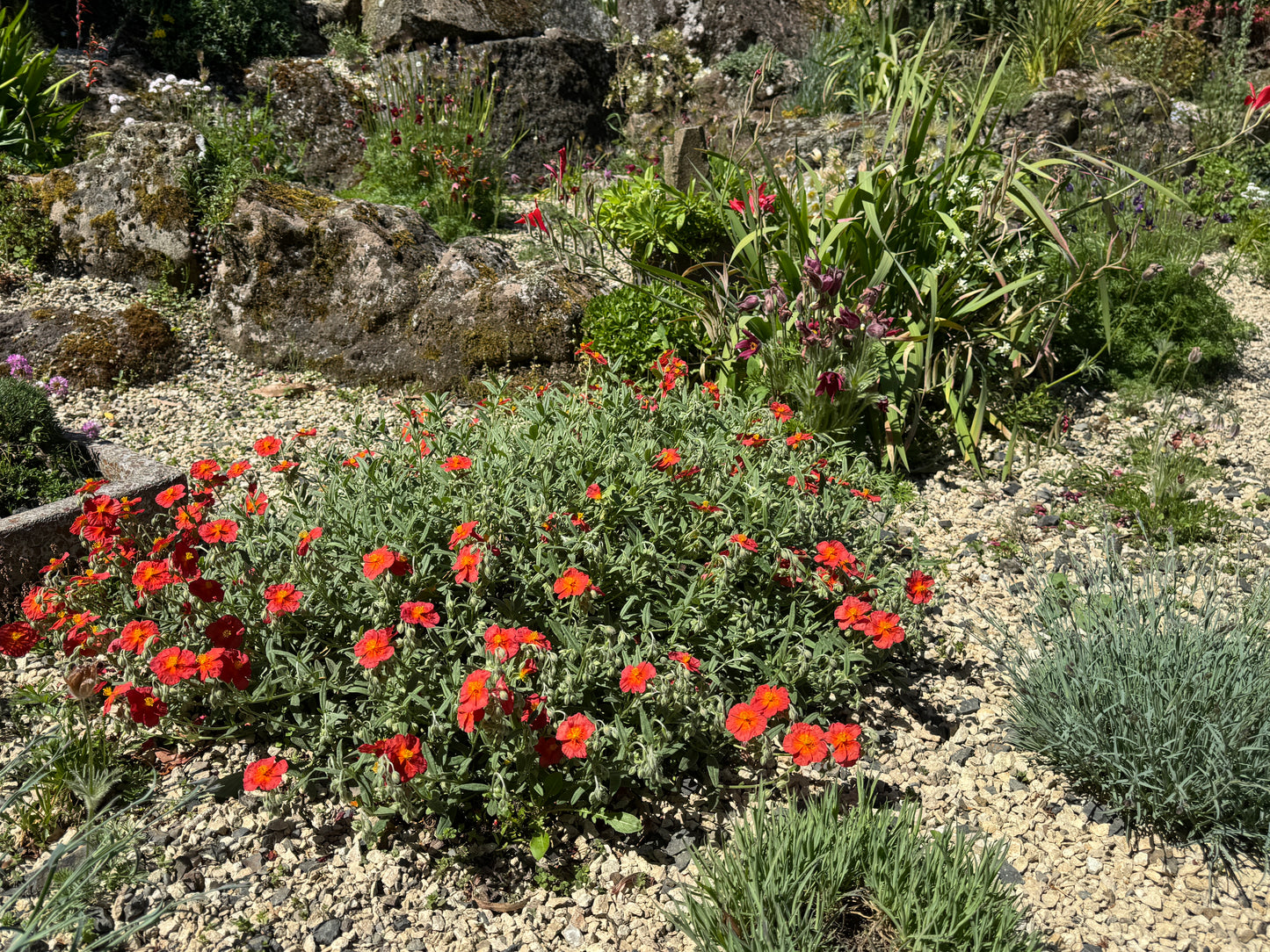 Helianthemum 'Copper Pin' is it the same as 'Henfield Brilliant'