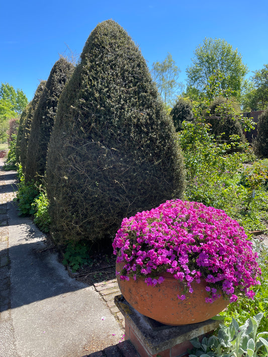 Phlox subulata, (moss phlox)