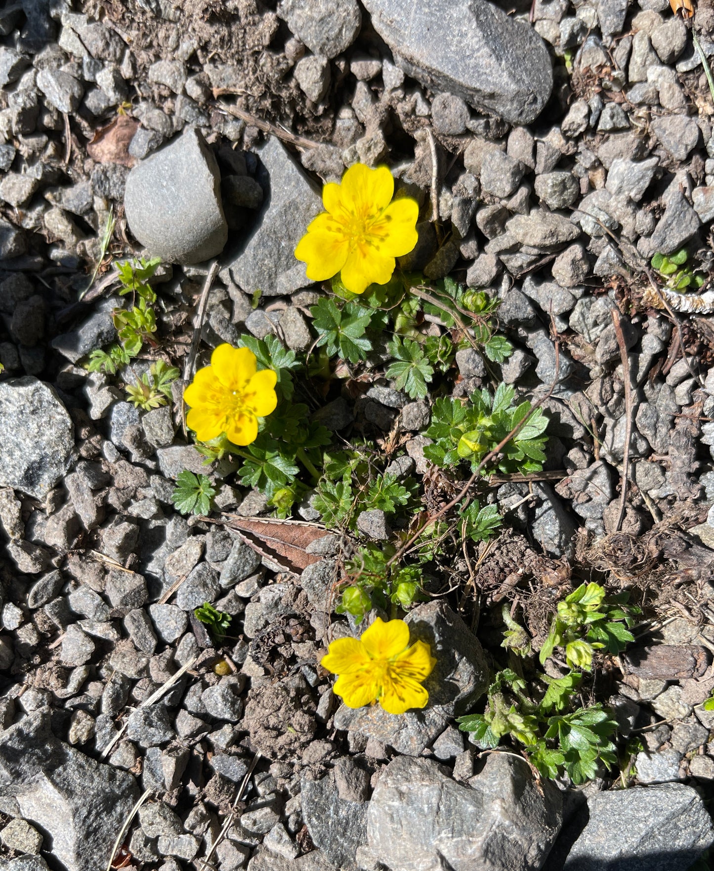 Potentilla verna nana