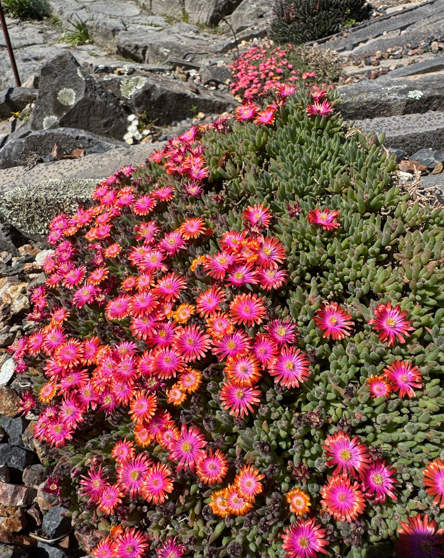 Delosperma Hot Digger