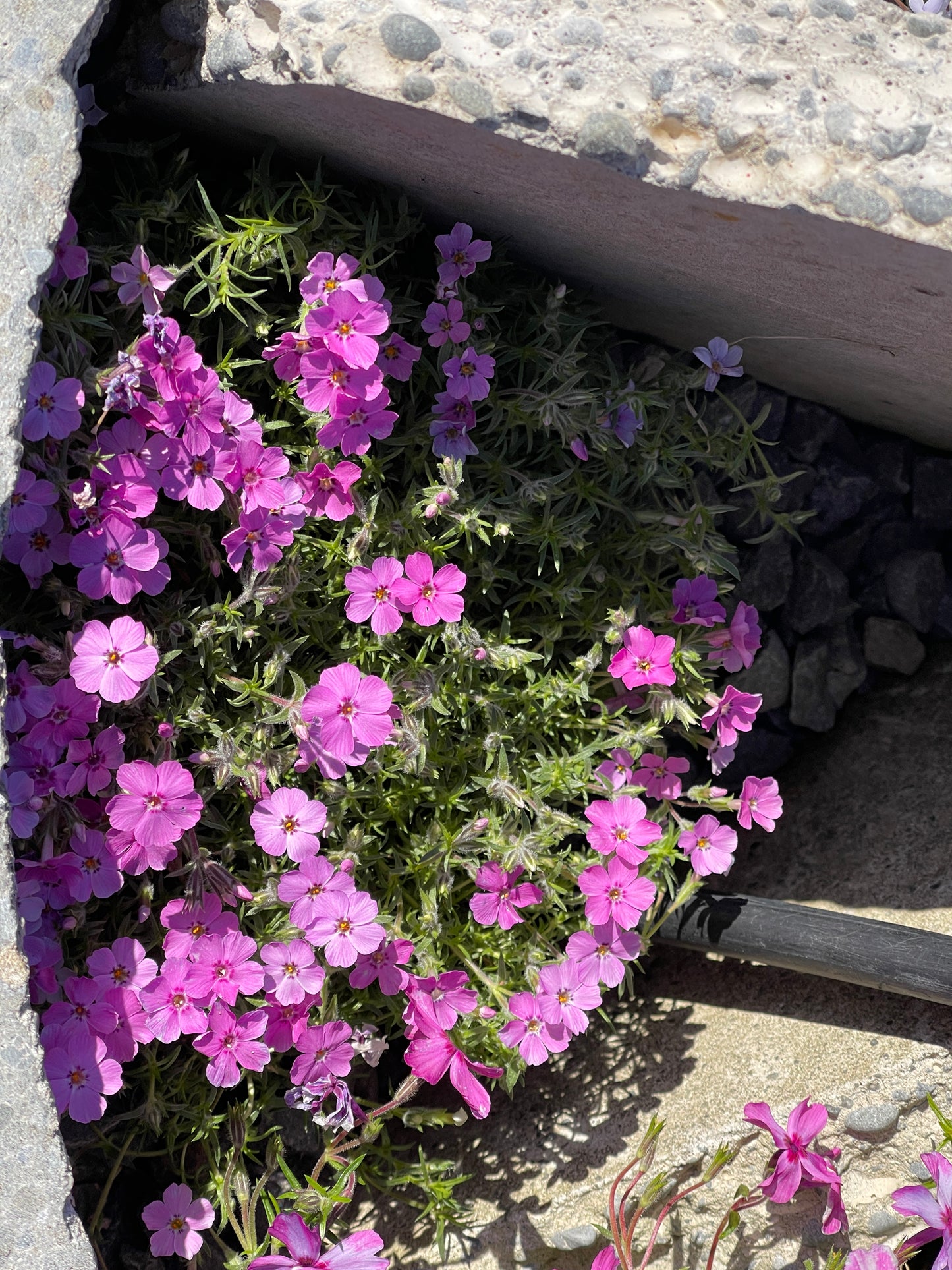 Phlox subulata 'Betty'