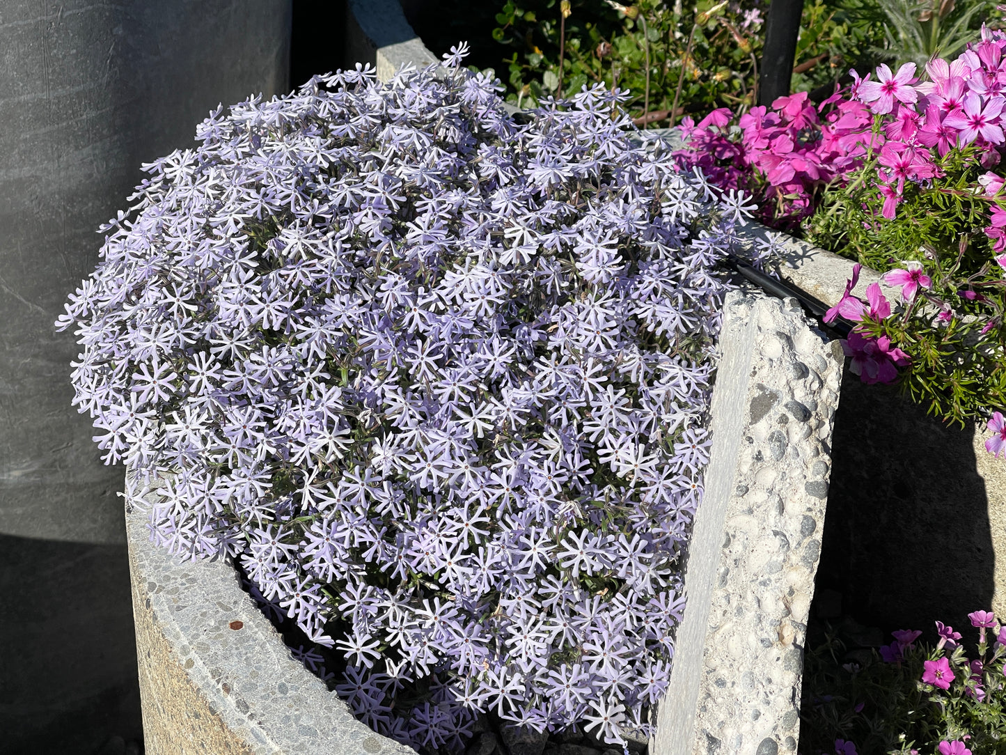 Phlox bifida