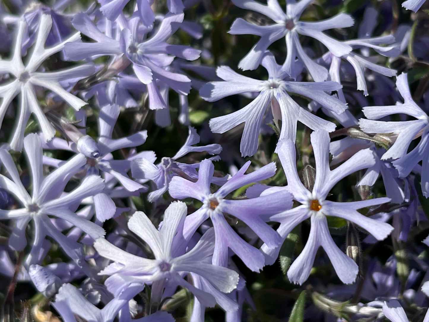 Phlox bifida