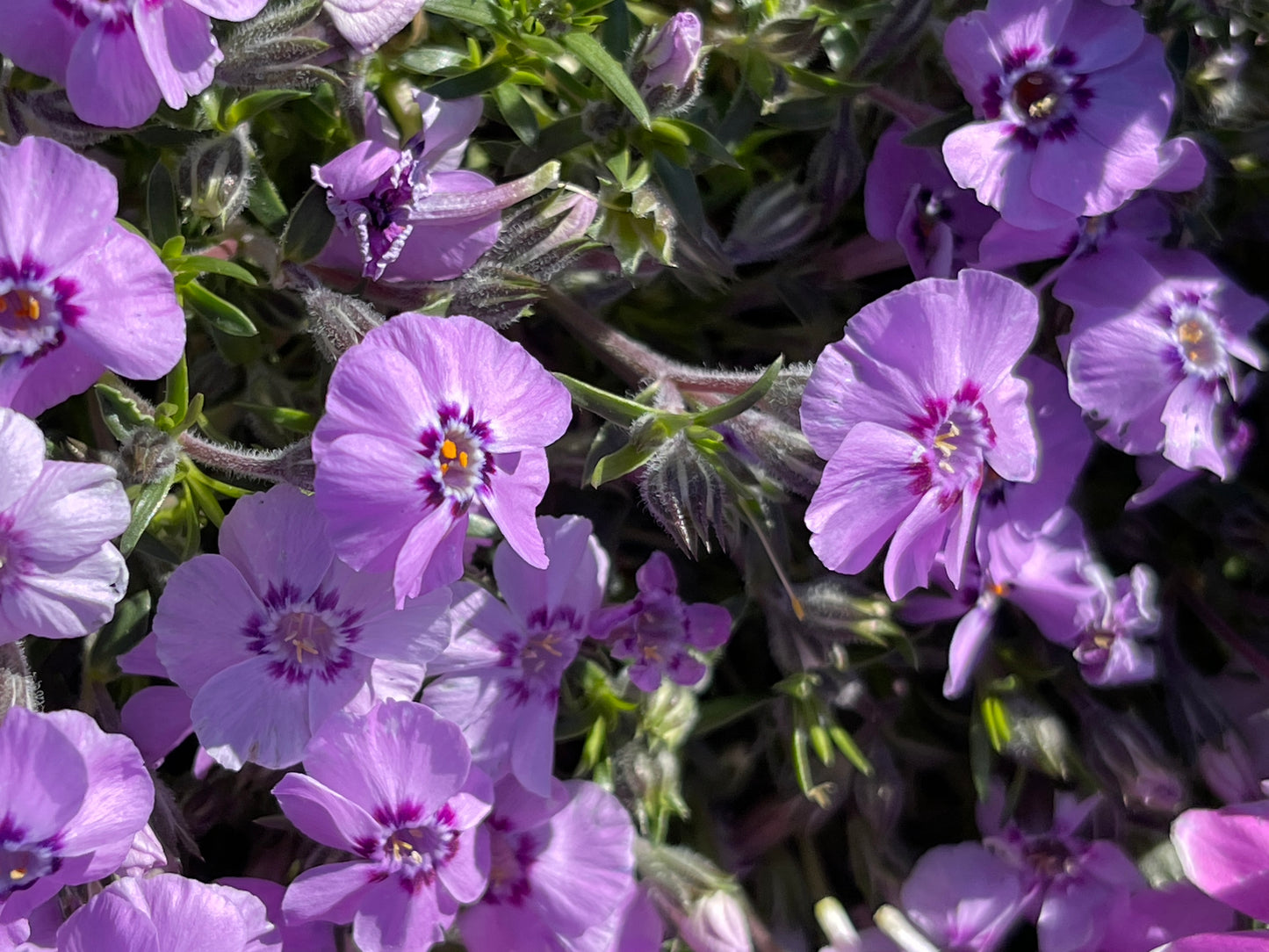 Phlox 'Boothman's Variety'