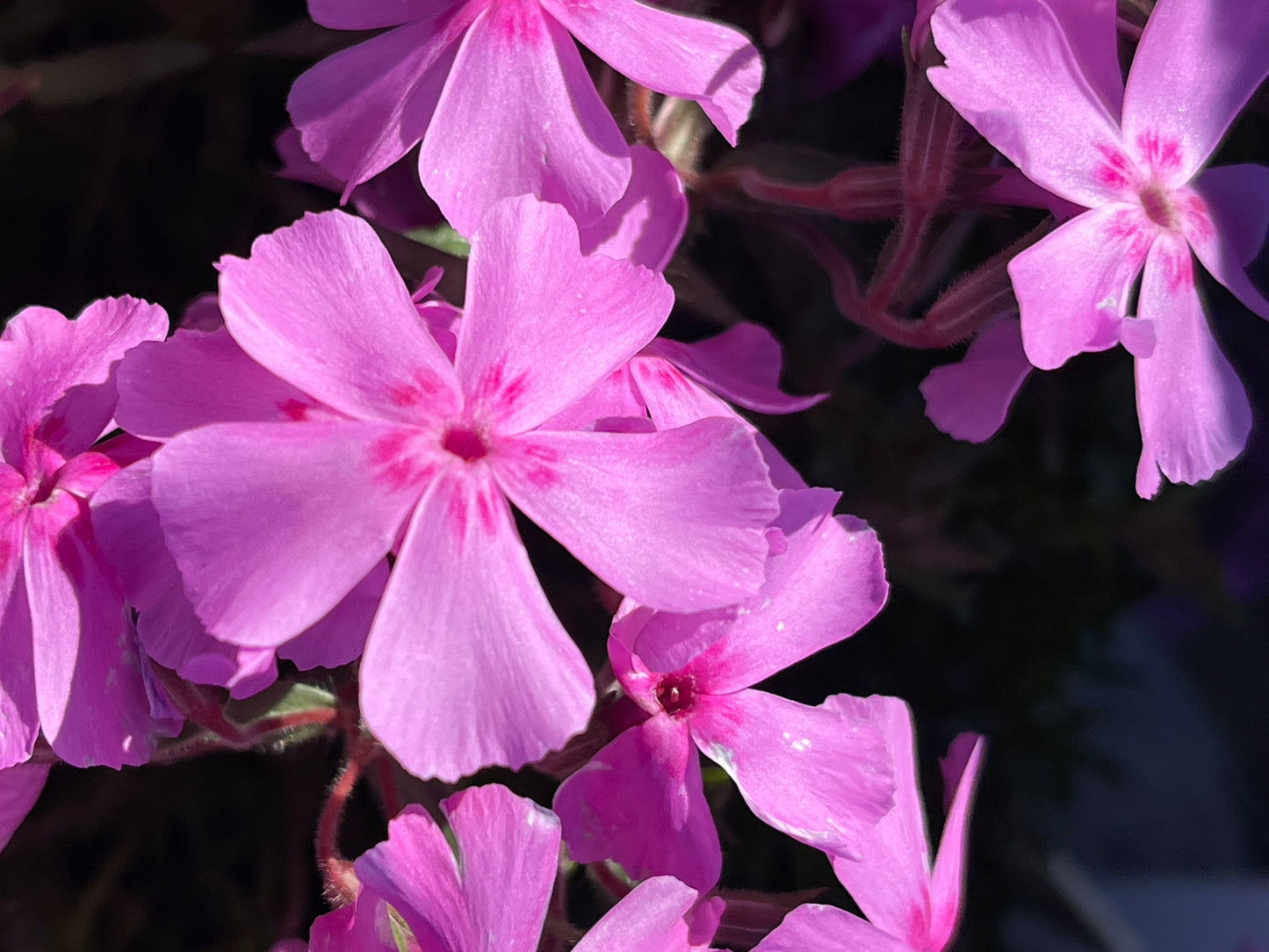 Phlox subulata 'Betty'