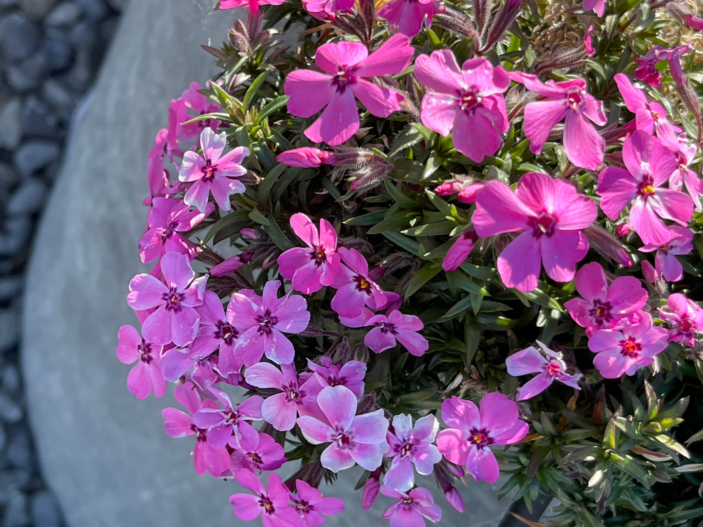 Phlox subulata 'Betty'