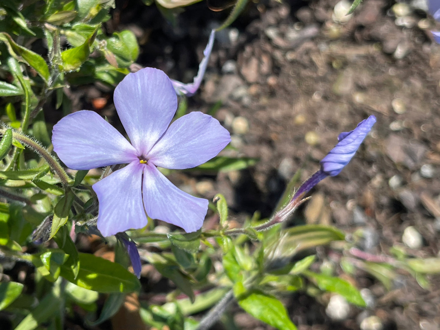 Phlox divaricata subsp. laphamii 'Chattahoochee’