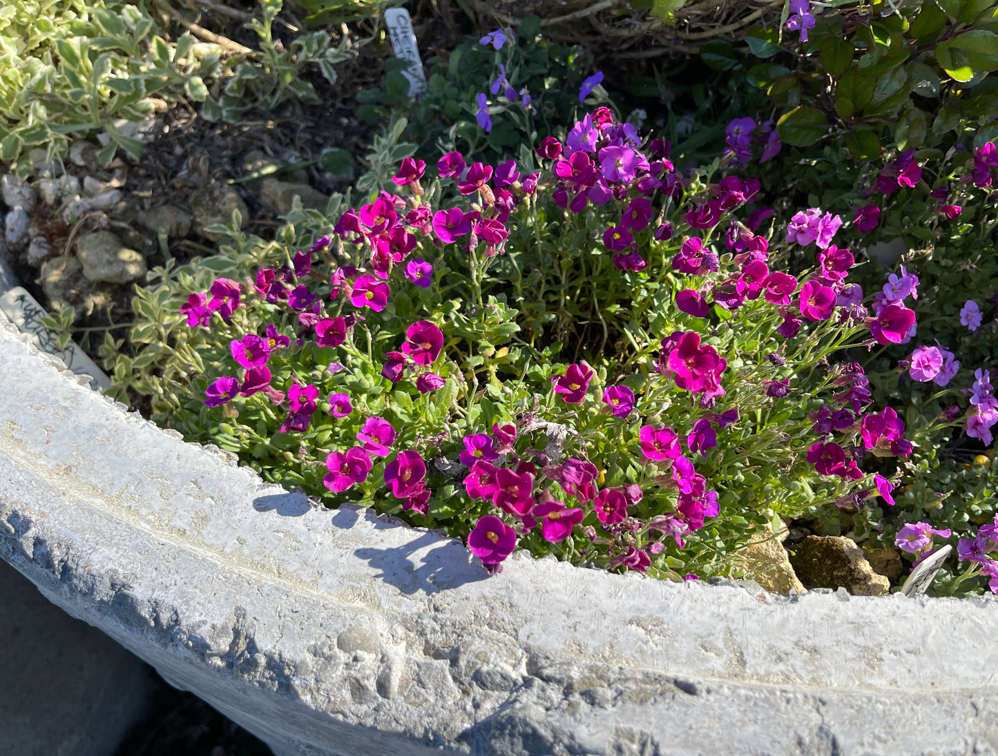 Aubrieta 'Mrs Rodewald'